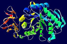 酶制劑在玉米－豆粕型日糧中的應用