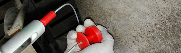 最佳的給藥途徑