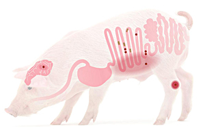 生長豬飼喂低蛋白日糧的理想回腸蘇氨酸:賴氨酸之比