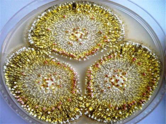 霉菌毒素-對飼料和食品有害