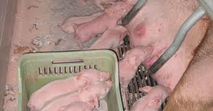 一旦活著出生，就要幫助那些仔豬存活