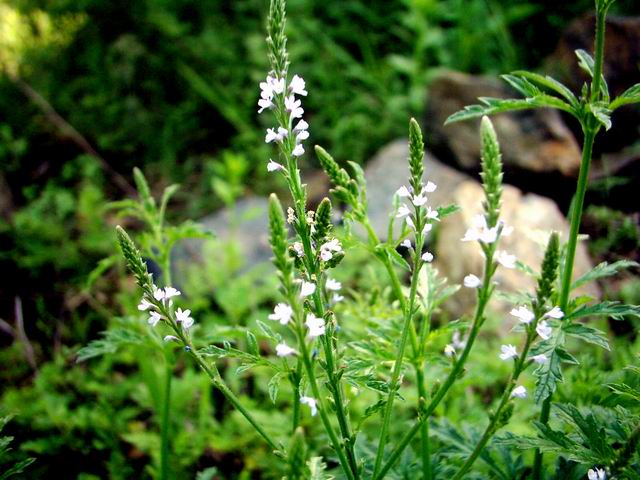植物提取物對豬胴體肌肉質量和抗氧化穩定性的影響