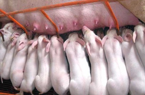 飼料中添加油脂對仔豬生長好處多