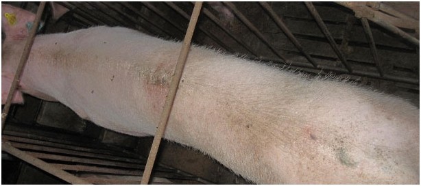 斷奶到配種間隔采用特殊的日糧