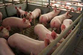 通過感覺刺激改善育肥豬的飼料效率