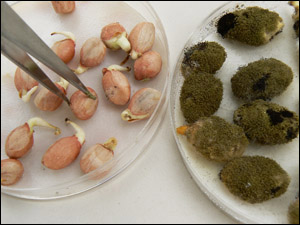 各國飼料中霉菌毒素的標準