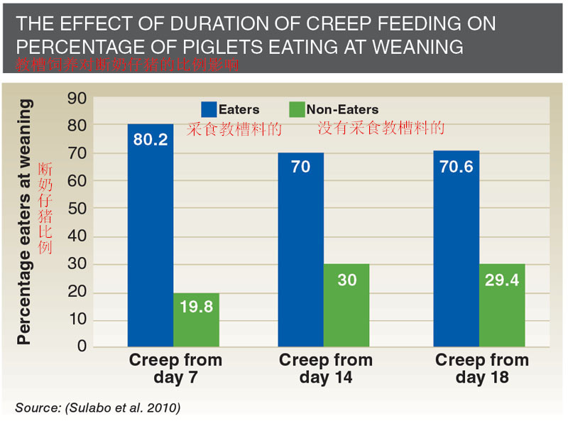 教槽飼養關鍵三步