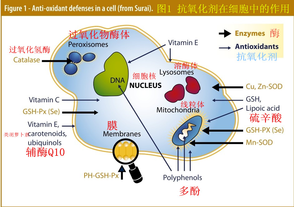 多酚：維生素E抗氧化劑的替代物