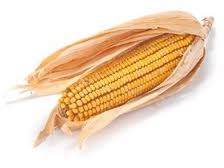 玉米的感官檢測