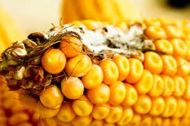 2013年莊稼受霉菌污染很嚴重