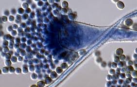 使用霉菌毒素污染的飼料要注意