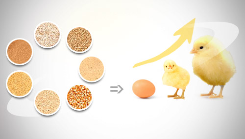 養雞主要機械和設備