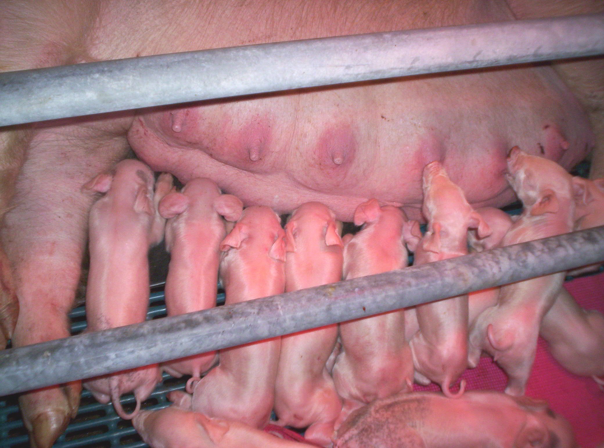 美國是否可達到一頭母豬年產30頭仔豬？