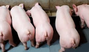 配合飼料中飼用酶的加工穩定及檢測方法