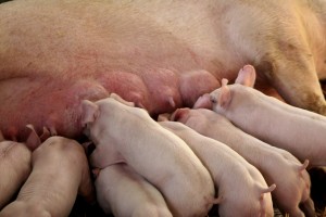 美國是否可達到一頭母豬年產30頭仔豬？（3）