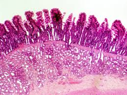 動物小腸粘膜上皮細胞的能量營養