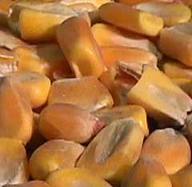 豬主要能量飼料的種類與特點