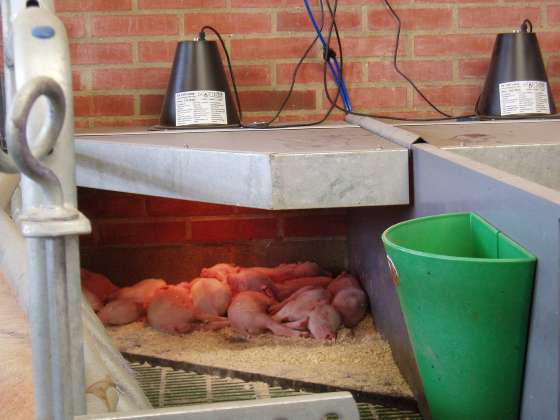 丹麥育種舍最好的經(jīng)驗(yàn)