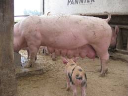 影響哺乳母豬和仔豬健康的飼料營養因素