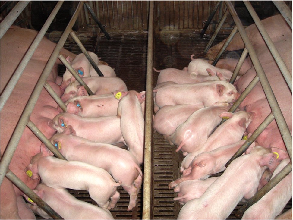 妊娠期日糧不足，隨后過(guò)度補(bǔ)充對(duì)乳腺發(fā)育和泌乳性能的影響