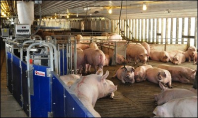 母豬舍的電子飼喂系統(tǒng)