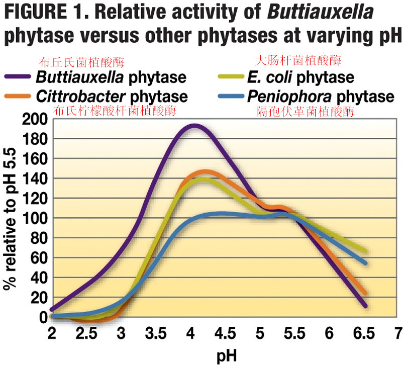 如何為您的配方選擇最好的植酸酶
