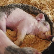 仔豬代乳粉和開食料的區別