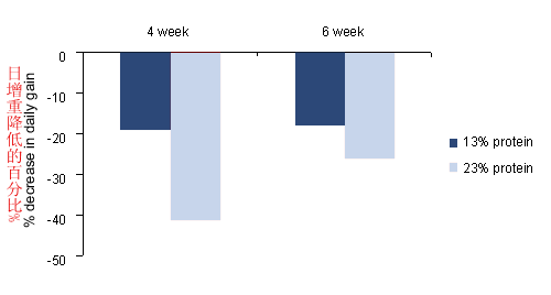 仔豬日糧中的蛋白