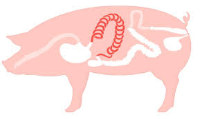 豬代乳飼料配方實例點評