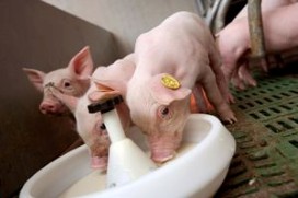 國內教槽料的探討綜述