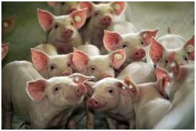 丁酸在胃腸道中的靶向傳遞