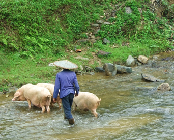 全球養豬業的機遇和挑戰