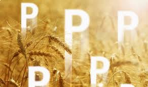 植酸酶為豬帶來的主要利益