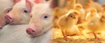 畜牧人：豬營養學基礎知識