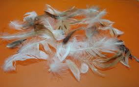 羽毛粉是豬的一種良好的能源