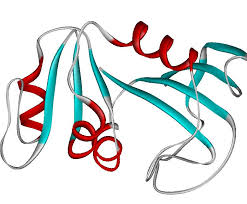 小肽在豬營(yíng)養(yǎng)中的研究及應(yīng)用