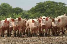 高水平磷有利于豬的骨頭質量