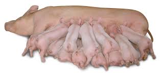 哺乳期母豬的理想蛋白和必需氨基酸需要