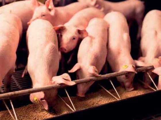 豬以及它們對DON的自然敏感性