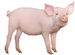 與皮紅毛亮有關的飼料問題