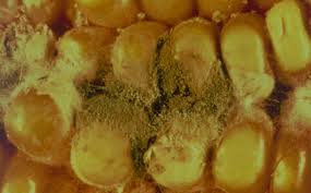 霉菌毒素檢測方法綜述