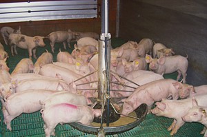 高能日糧的優點