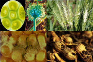 基礎原料中的最多的霉菌毒素