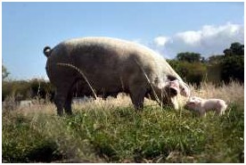 新的觀點驗證了維生素D在分娩中的作用