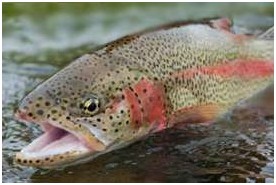 飼料科學日專家探討飼料挑戰