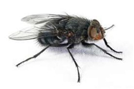 第一本關注用于食品和飼料中昆蟲的科學雜志