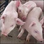 豬的礦物質飼料及其營養特點