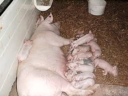 高產母豬礦物質營養的變化