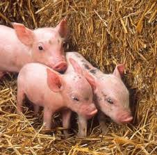 斷奶前飼料采食量與斷奶后生長的相關性