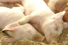 仔豬營養與微量元素